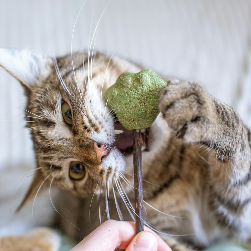 Cat Accessories & Toys