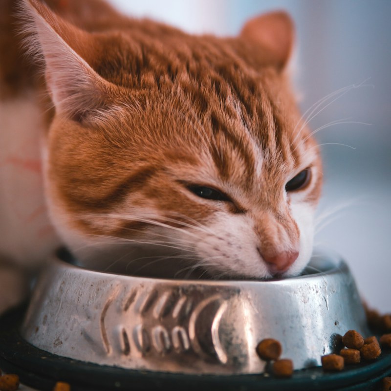 Cat Food