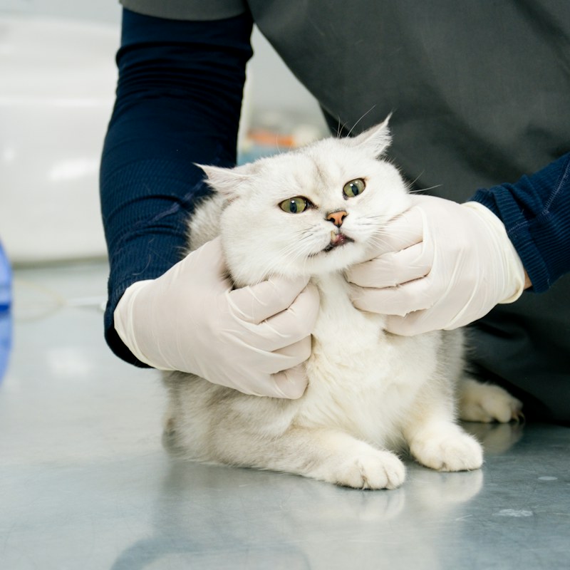 Cat Health & Wellness
