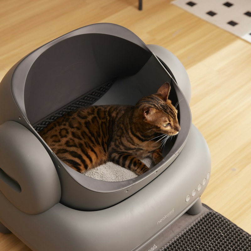 Cat Litter