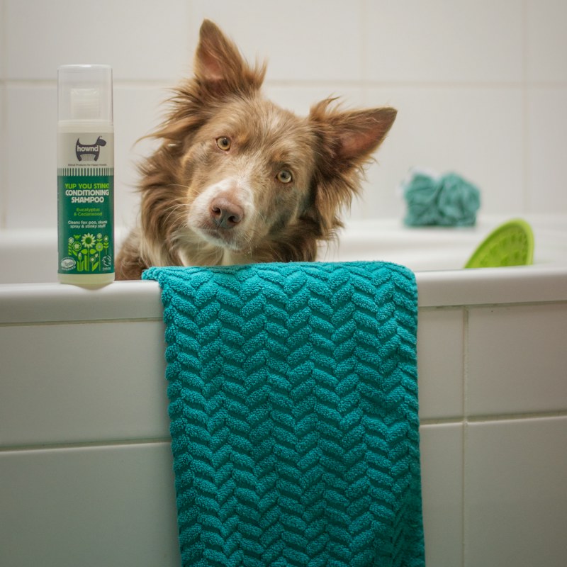Dog Cleaning & Potty