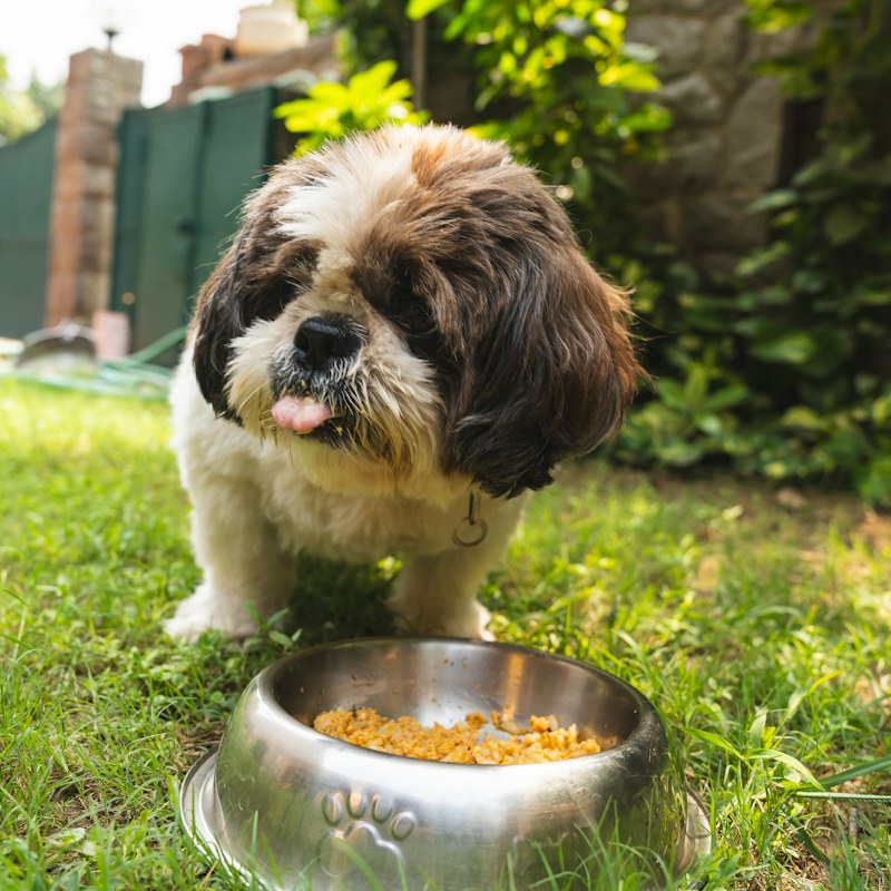 Dog Food