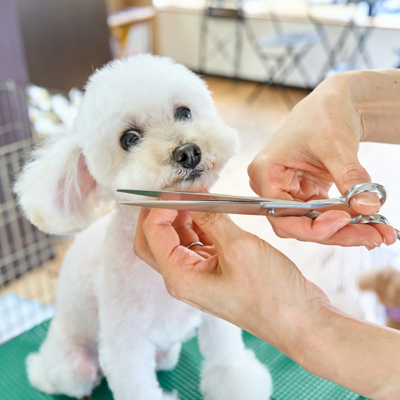 Dog Grooming