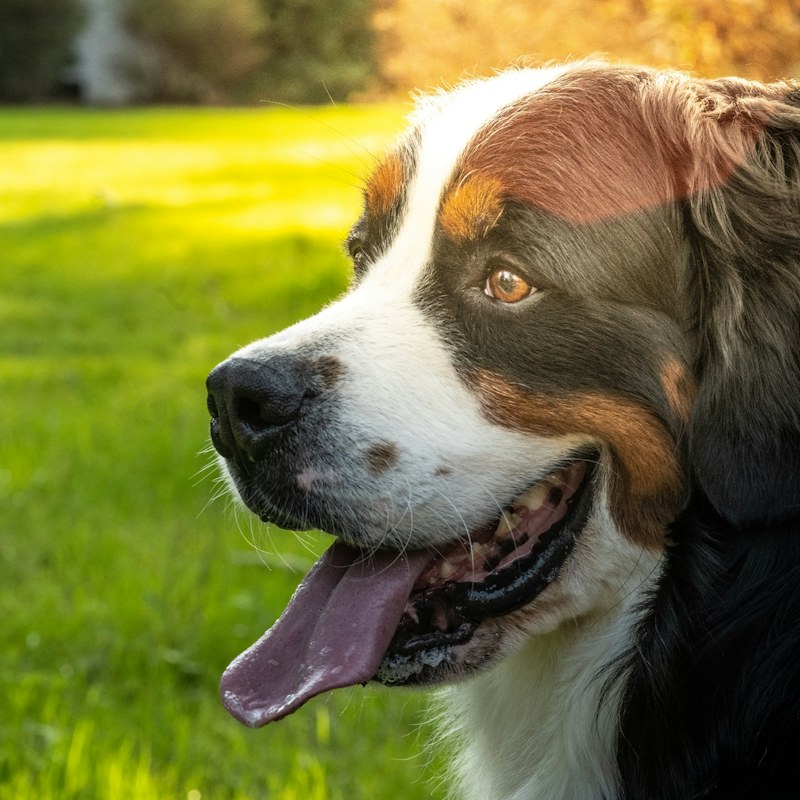 Dog Health & Wellness