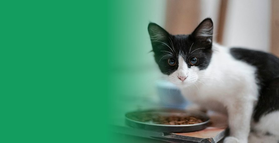 A cat eating from its bowl