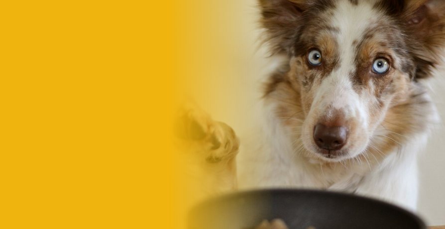 A dog beside its food bowl