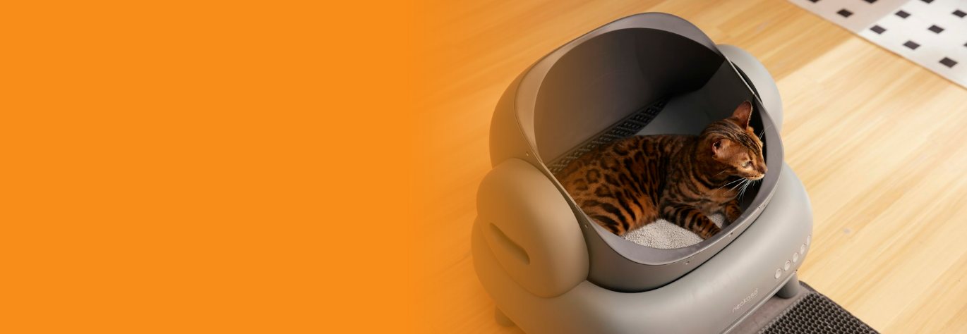 A cat sitting in a litter box