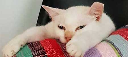 Mika, a white cat rescued from a drain
