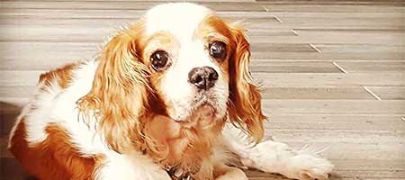 Milo, a senior spaniel