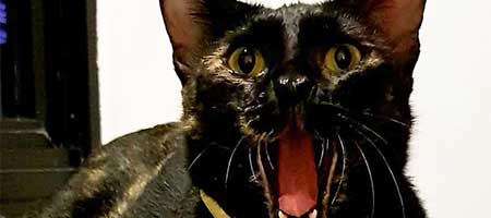 Minmin, a black cat from Pearl's Hill