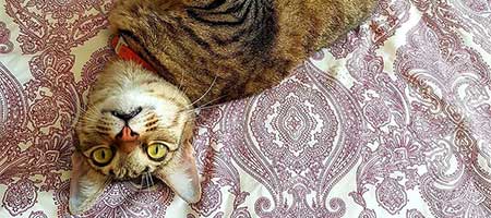 Simba, a tabby cat who came in with a broken leg
